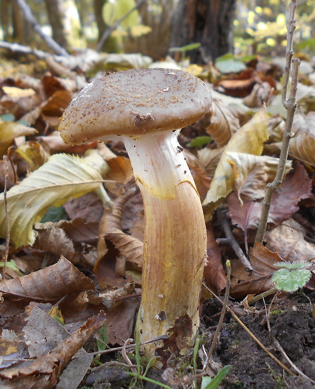 podpňovka Armillaria sp.