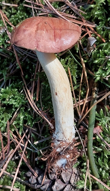 suchohríb vresový? Boletus cf. badiorufus R. Heim