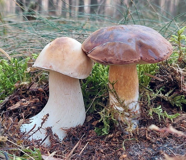 hríb smrekový Boletus edulis