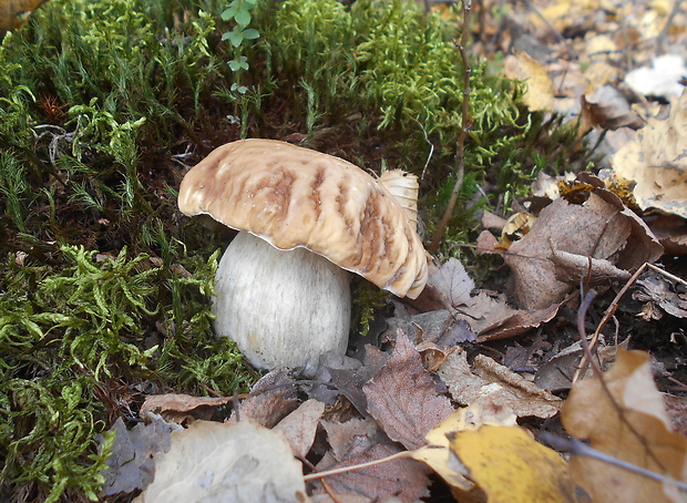 hríb smrekový Boletus edulis Bull.