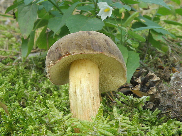 suchohríb plstnatý Boletus subtomentosus L.