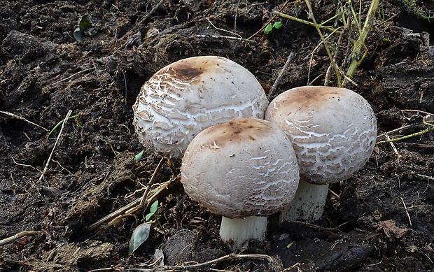 bedľa červenejúca Chlorophyllum rachodes (Vittad.) Vellinga