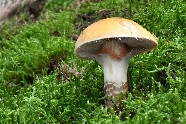 pavučinovec Cortinarius sp.