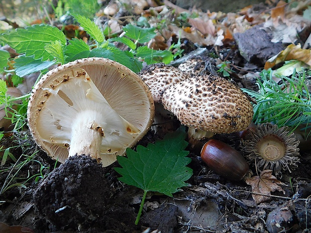 bedlička ostrošupinatá Echinoderma asperum (Pers.) Bon