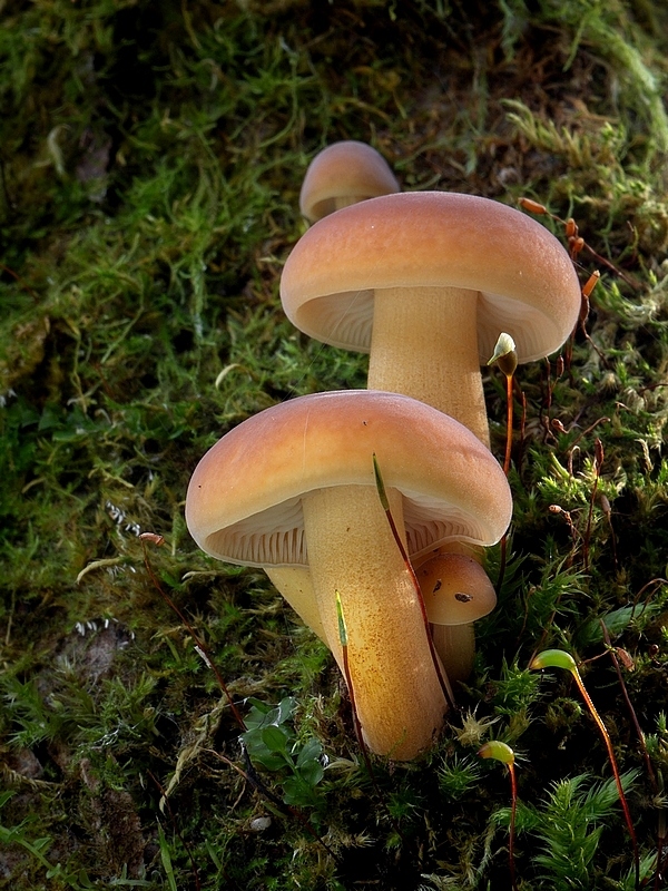 plamienka Flammulina sp.