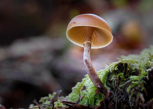 kapucňovka okrovohnedastá Galerina marginata (Batsch) Kühner