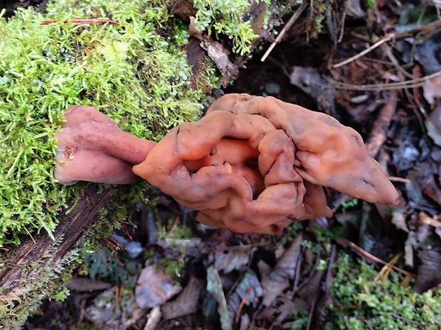 ušiak Gyromitra sp.