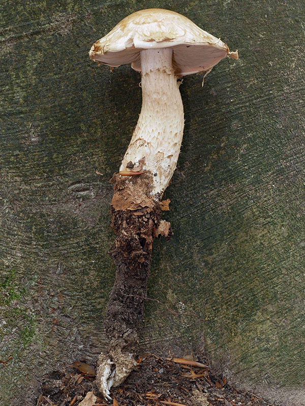 slzivka koreňujúca Hebeloma radicosum (Bull.) Ricken