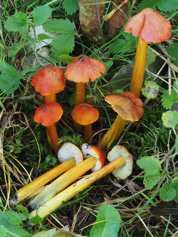 lúčnica kužeľovitá Hygrocybe conica (Schaeff.) P. Kumm.