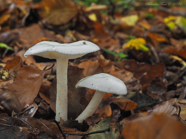 šťavnačka slonovinová Hygrophorus eburneus (Bull.) Fr.