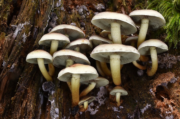 strapcovka maková Hypholoma capnoides (Fr.) P. Kumm.