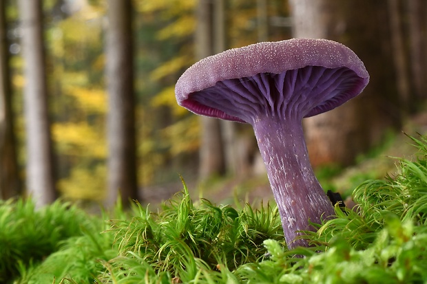 lakovka ametystová Laccaria amethystina (Huds.) Cooke