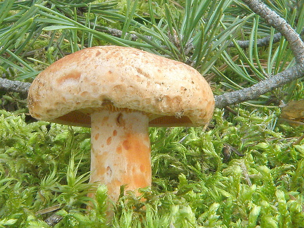 rýdzik pravý Lactarius deliciosus (L.) Gray