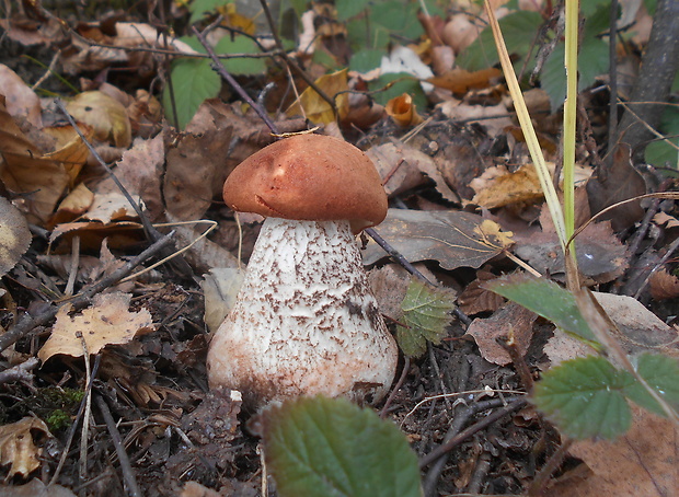 kozák dubový Leccinum aurantiacum (Bull.) Gray