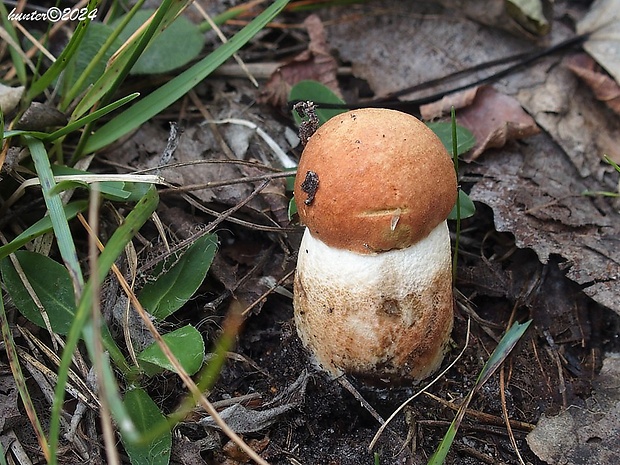 kozák dubový Leccinum aurantiacum (Bull.) Gray