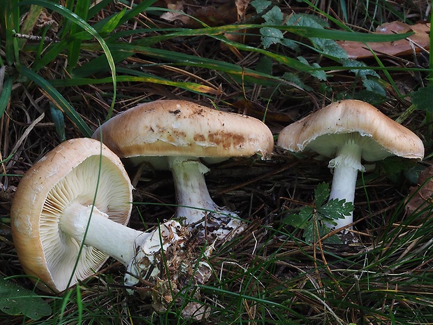 bielopavučinovec hľuznatý Leucocortinarius bulbiger (Alb. & Schwein.) Singer