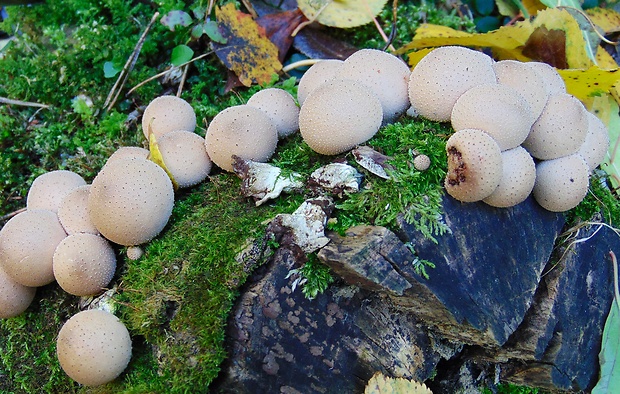 prášnica hruškovitá Lycoperdon pyriforme Schaeff.