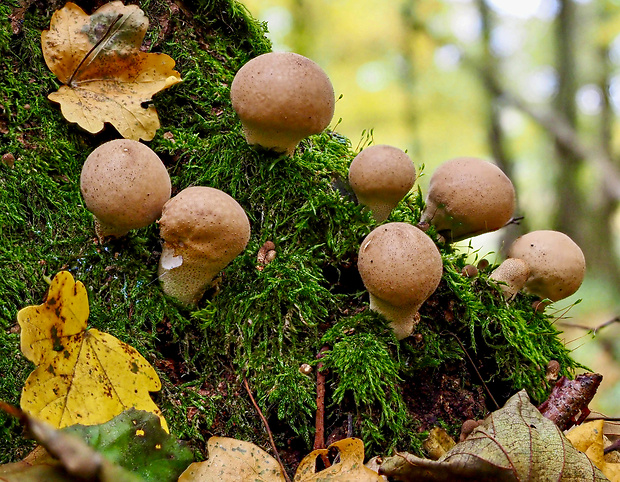 prášnica hruškovitá Lycoperdon pyriforme Schaeff.