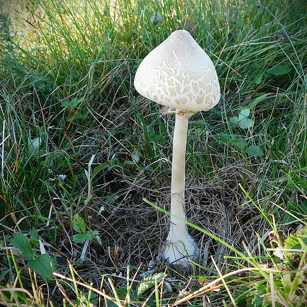 bedľa štíhla Macrolepiota mastoidea (Fr.) Singer