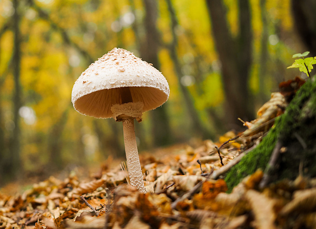 bedľa vysoká Macrolepiota procera (Scop.) Singer