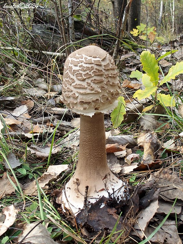 bedľa Macrolepiota sp.