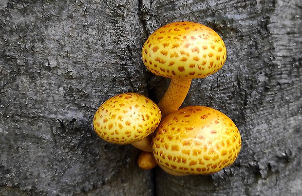 šupinovka slizká Pholiota adiposa (Batsch) P. Kumm.