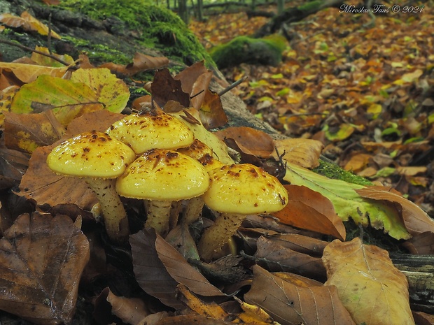 šupinovka slizká Pholiota adiposa (Batsch) P. Kumm.