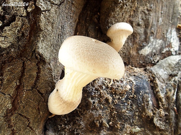 hliva dubová Pleurotus dryinus (Pers.) P. Kumm.