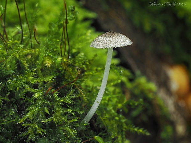 štítovka huňatá Pluteus hispidulus (Fr.) Gillet