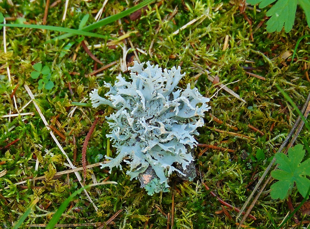 pakonárnik otrubový Pseudevernia furfuracea var. furfuracea (L.) Zopf