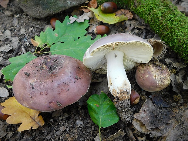 plávka tmavopurpurová Russula atropurpurea (Krombh.) Britzelm.