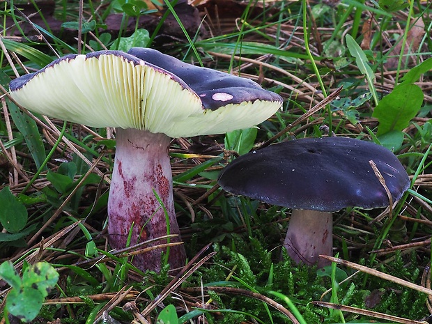 plávka zavalitá Russula torulosa Bres.