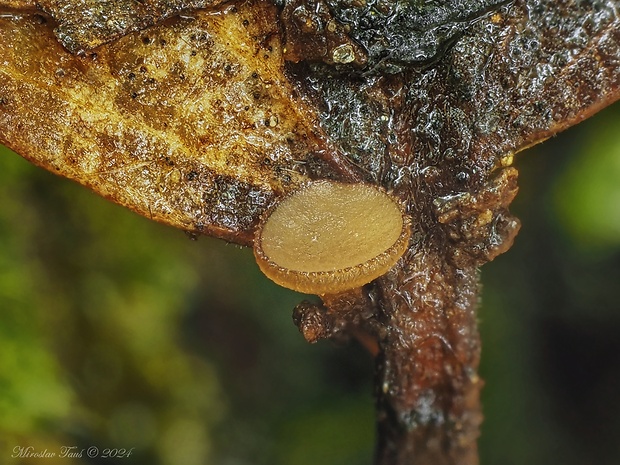 terčovka Rutstroemia sp.