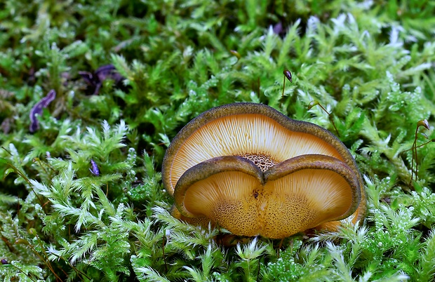 pňovka neskorá Sarcomyxa serotina (Pers.) P. Karst.