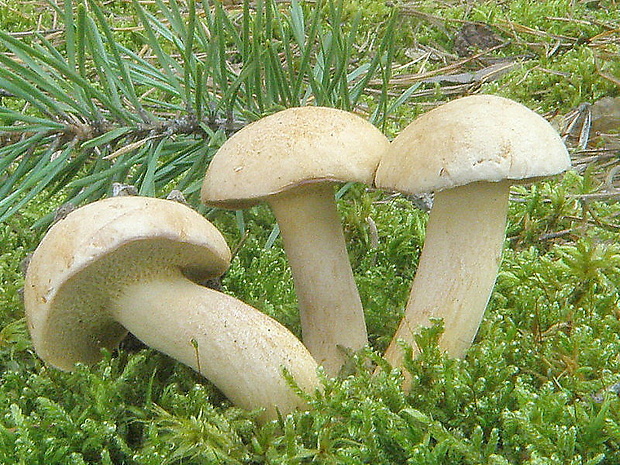 masliak kravský Suillus bovinus (Pers.) Roussel