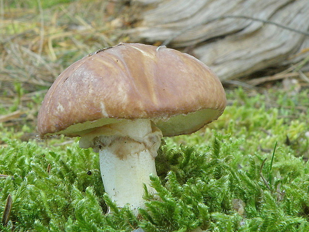 masliak obyčajný Suillus luteus (L.) Roussel