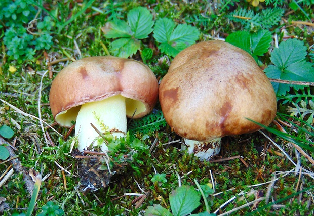 masliak Suillus sp.