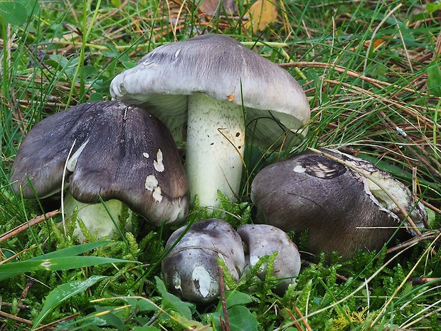 čírovka sivá Tricholoma portentosum (Fr.) Quél.