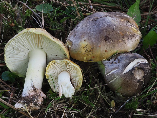 čírovka zelenohnedastá Tricholoma sejunctum (Sowerby) Quél.