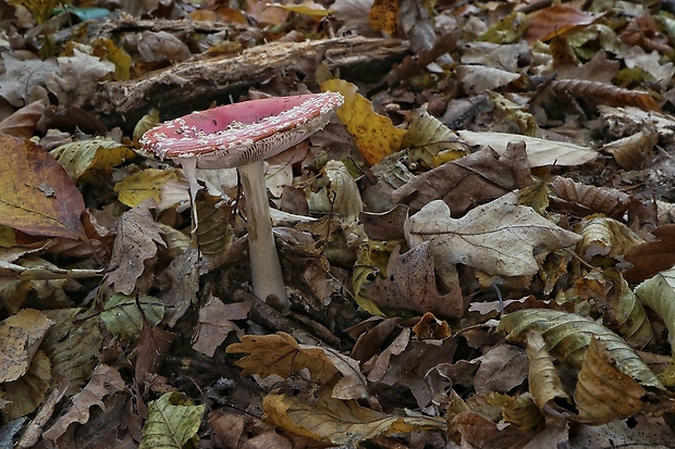 muchotrávka červená Amanita muscaria (L.) Lam.