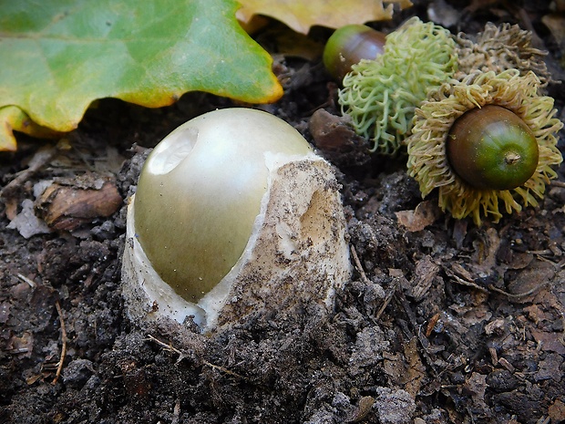 muchotrávka zelená Amanita phalloides (Vaill. ex Fr.) Link