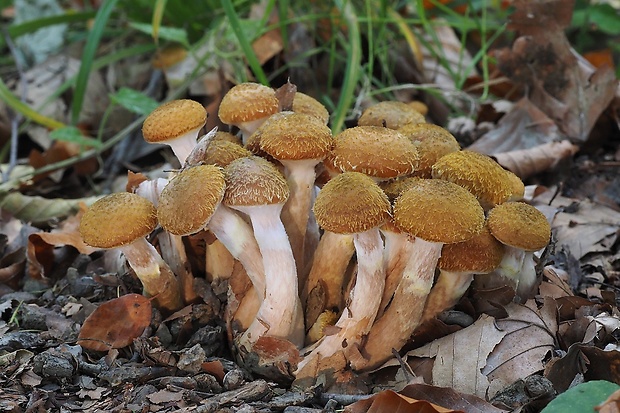 podpňovka Armillaria sp.