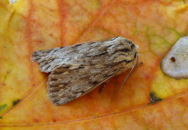 mora novembrová Asteroscopus sphinx