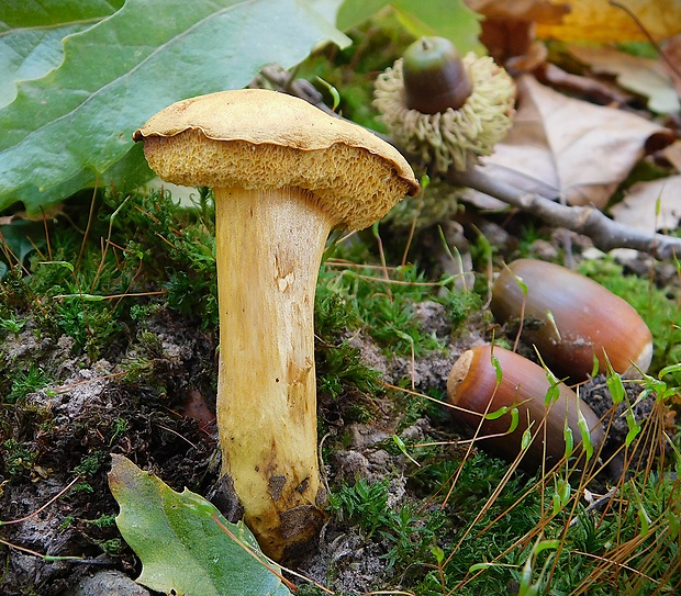 suchohríb moravský Aureoboletus moravicus (Václ. Vacek) Klofac