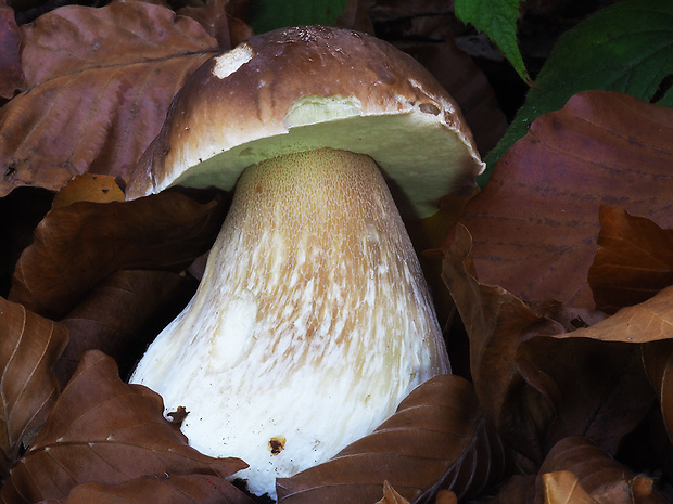 hríb smrekový Boletus edulis Bull.