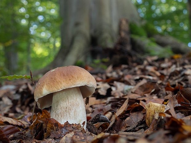 hríb smrekový Boletus edulis Bull.