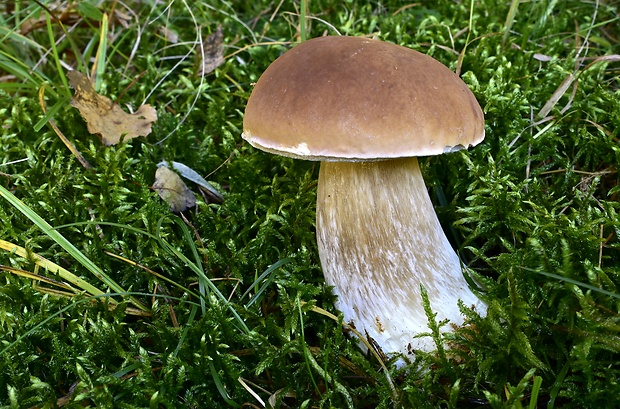 hríb smrekový Boletus edulis Bull.