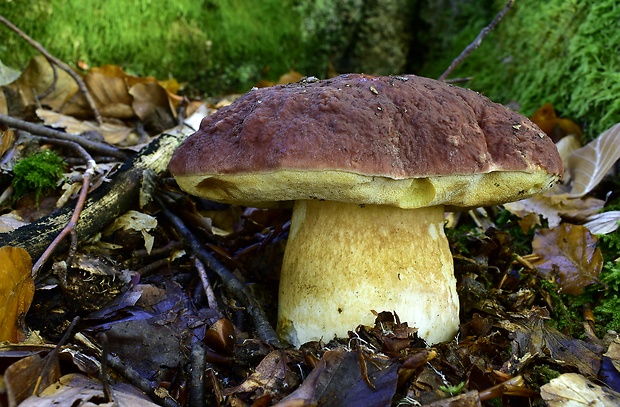 hríb sosnový Boletus pinophilus Pil. et Dermek in Pil.