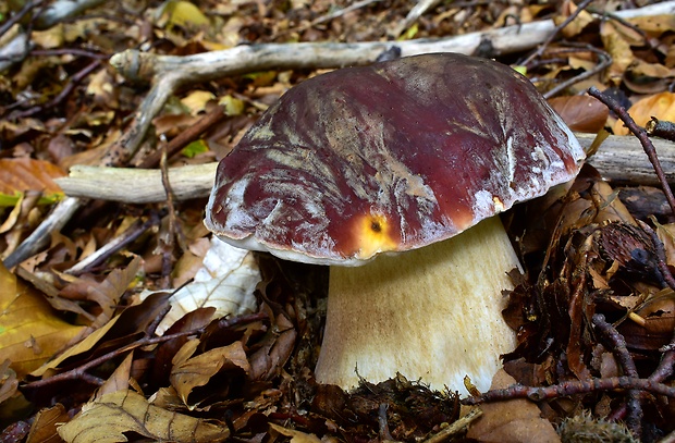 hríb sosnový Boletus pinophilus Pil. et Dermek in Pil.