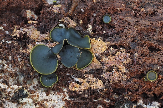 katinelka olivová Catinella olivacea (Batsch) Boud.